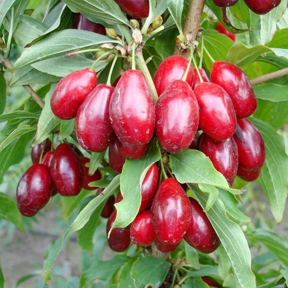 Kızılcık Fidanı (3 Yaşında 100-120 cm)