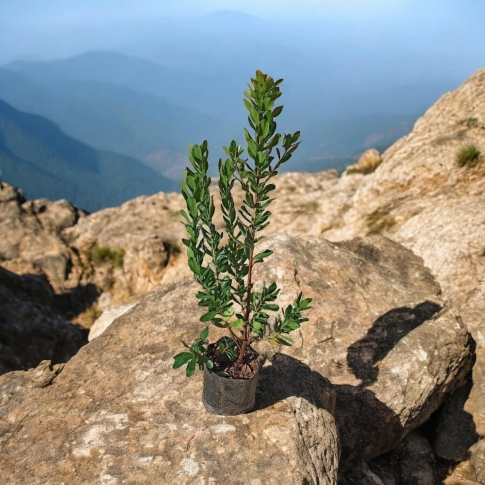 Kocayemiş (Dağ Çileği) Fidanı (3 Yaşında 60-100 cm)