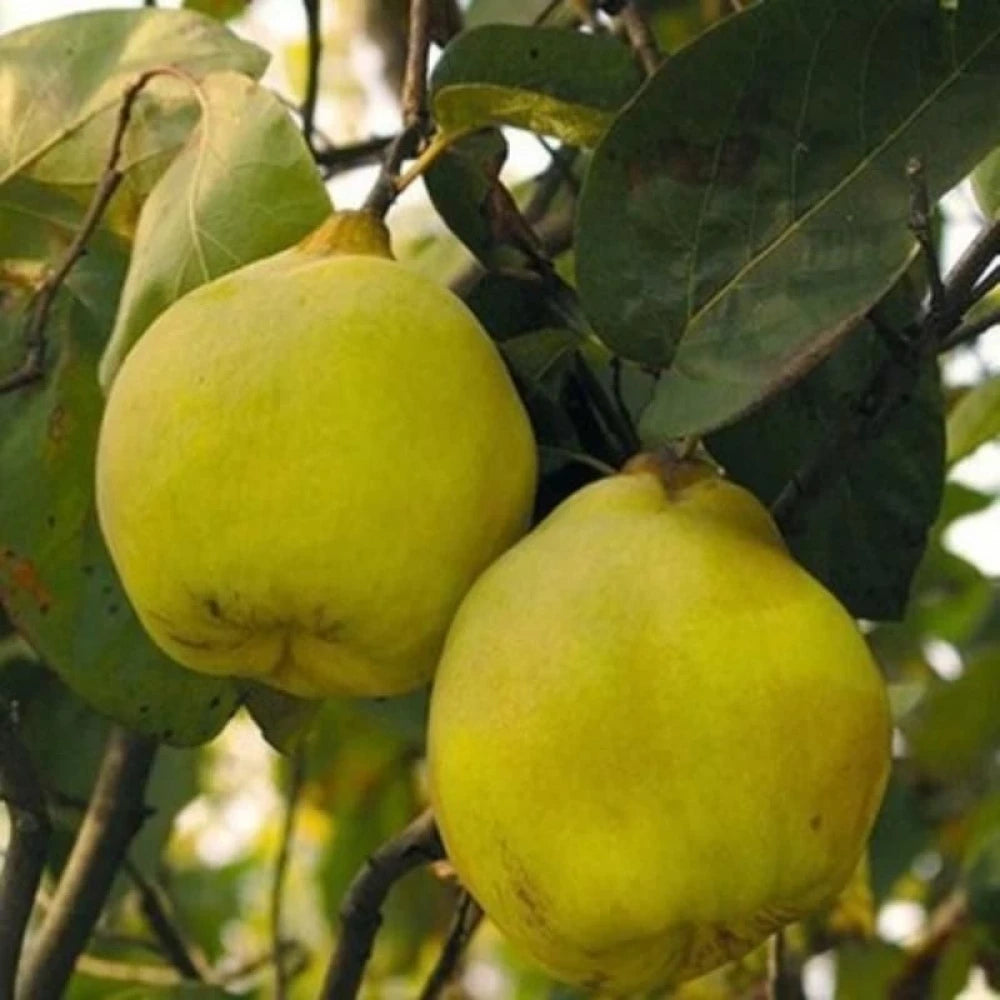 Limon Ayvası Fidanı (2 Yaşında 80-100 cm)