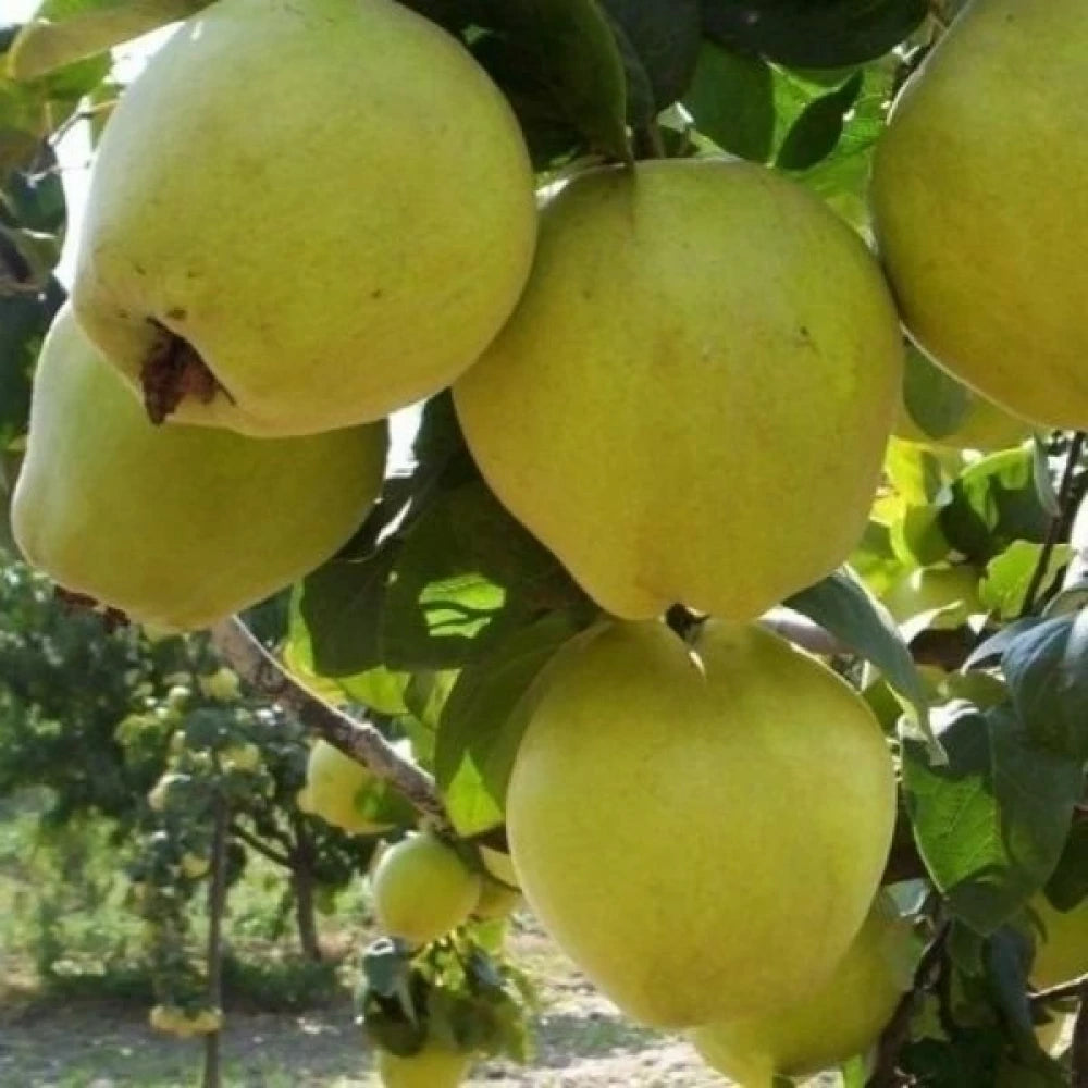 Limon Ayvası Fidanı (2 Yaşında 80-100 cm)