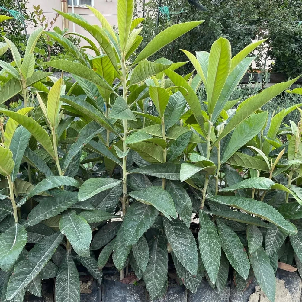 Malta Erik (Yeni Dünya) Fidanı (2 Yaşında 80-100 cm)