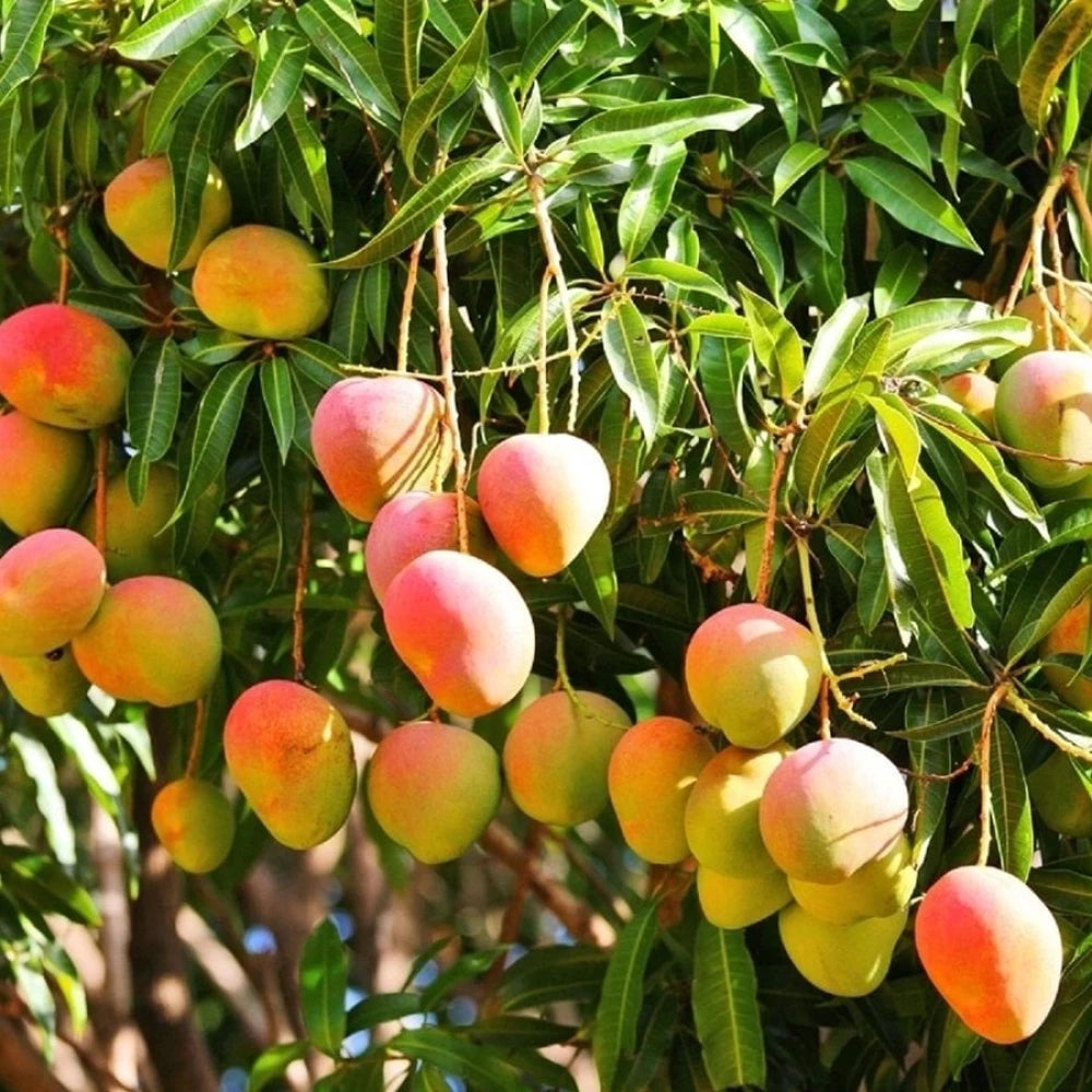 Aşılı Mango Fidanı