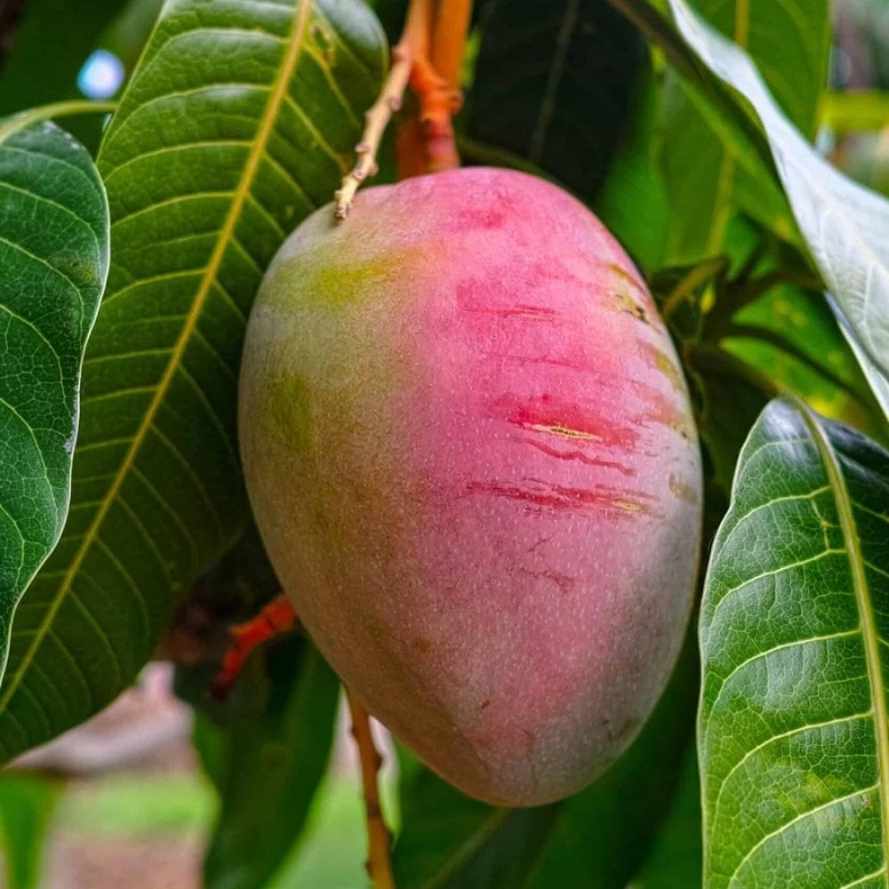 Aşılı Mango Fidanı