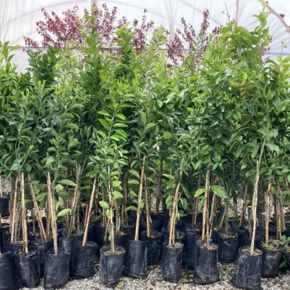 Misket (Lime) Limon Fidanı (3 Yaşında 100-120 cm)