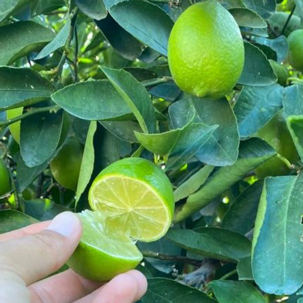 Misket (Lime) Limon Fidanı (3 Yaşında 100-120 cm)