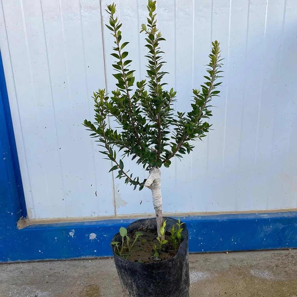 Murt Fidanı (3 Yaşında 30-50 cm)