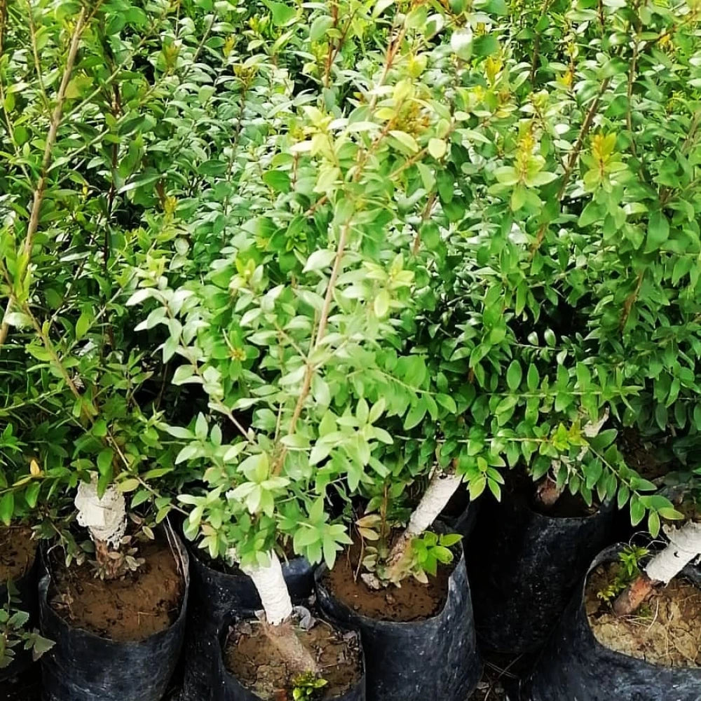 Murt Fidanı (3 Yaşında 30-50 cm)