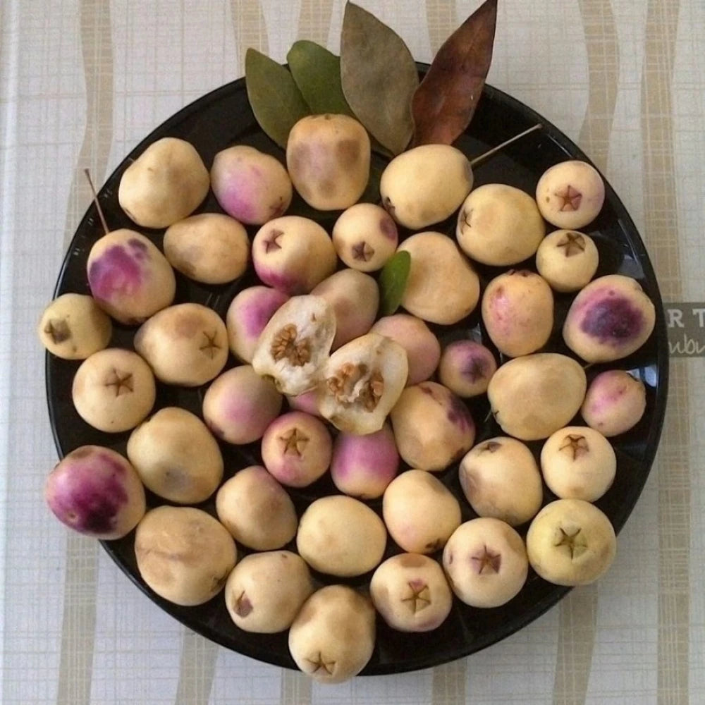 Murt Fidanı (3 Yaşında 30-50 cm)