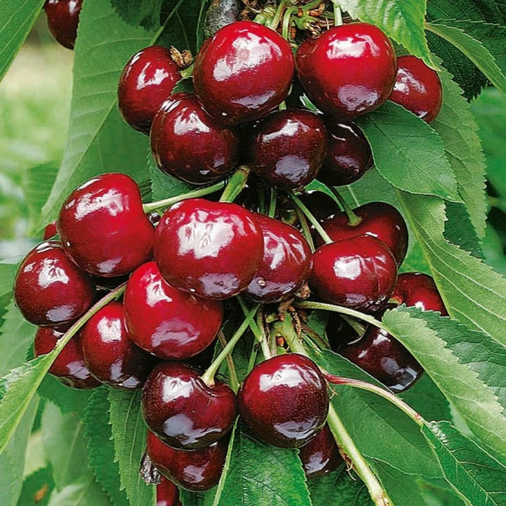 Napolyon Kiraz Fidanı (2 Yaşında 80-100 cm)