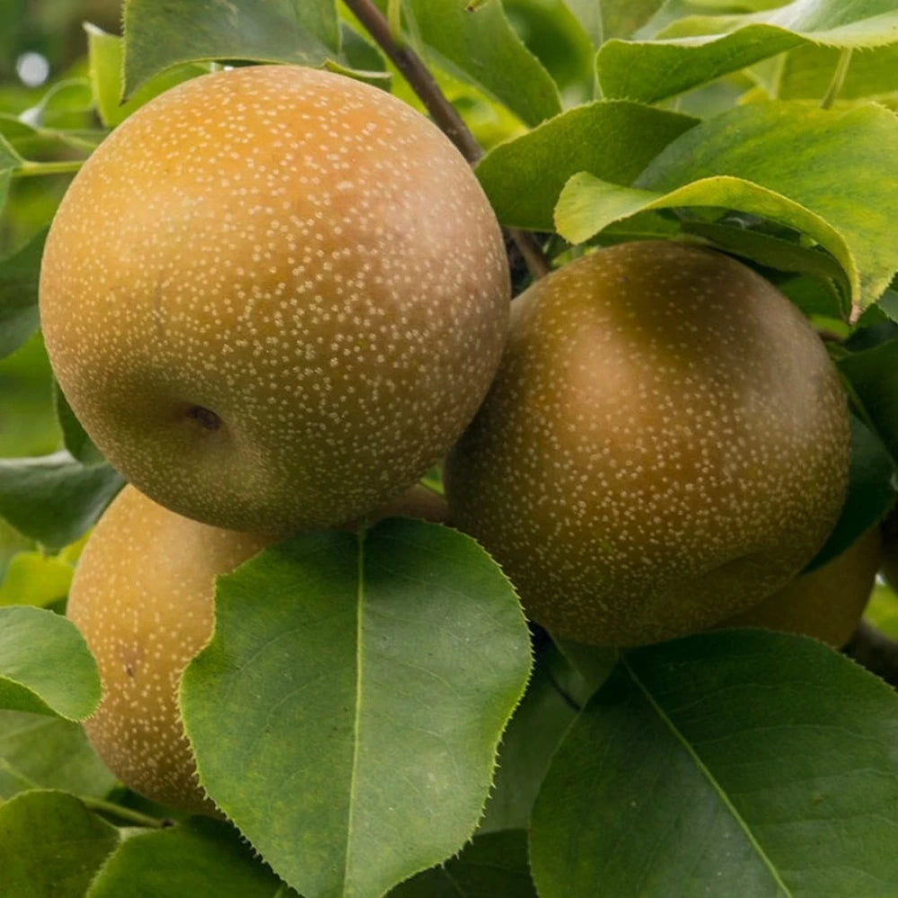 Naşi (Japon) Armut Fidanı (2 Yaşında 80-100 cm)