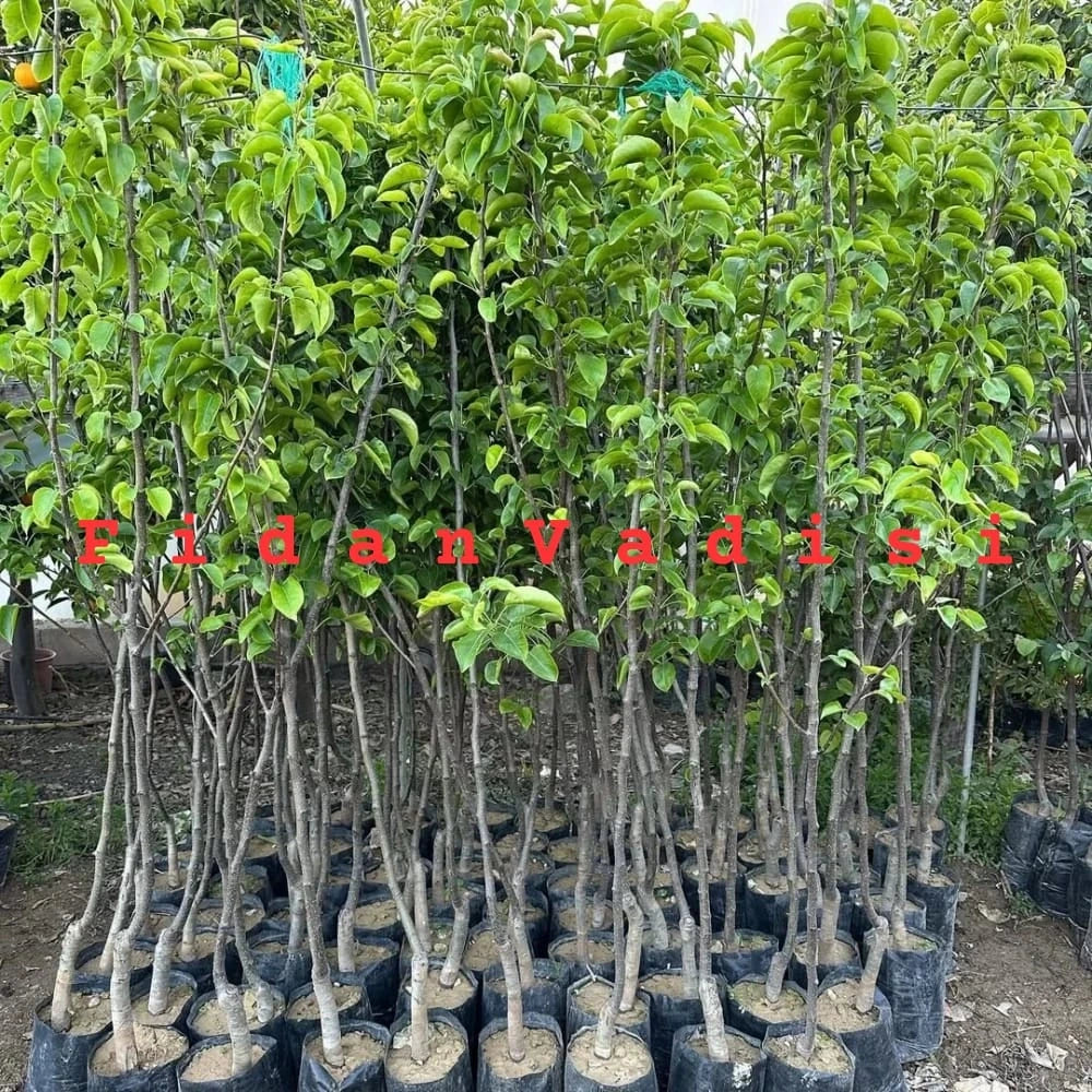 Naşi (Japon) Armut Fidanı (4 Yaşında 130-150 cm)