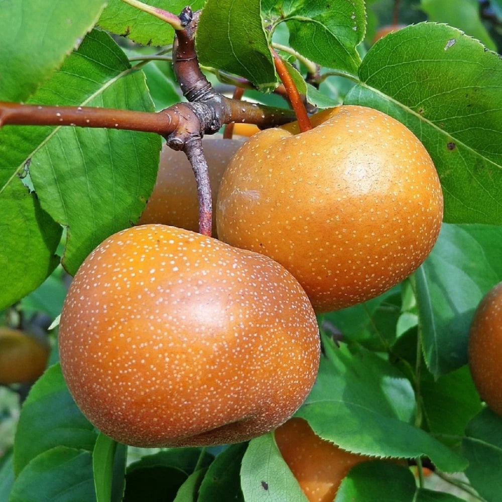 Naşi (Japon) Armut Fidanı (2 Yaşında 80-100 cm)