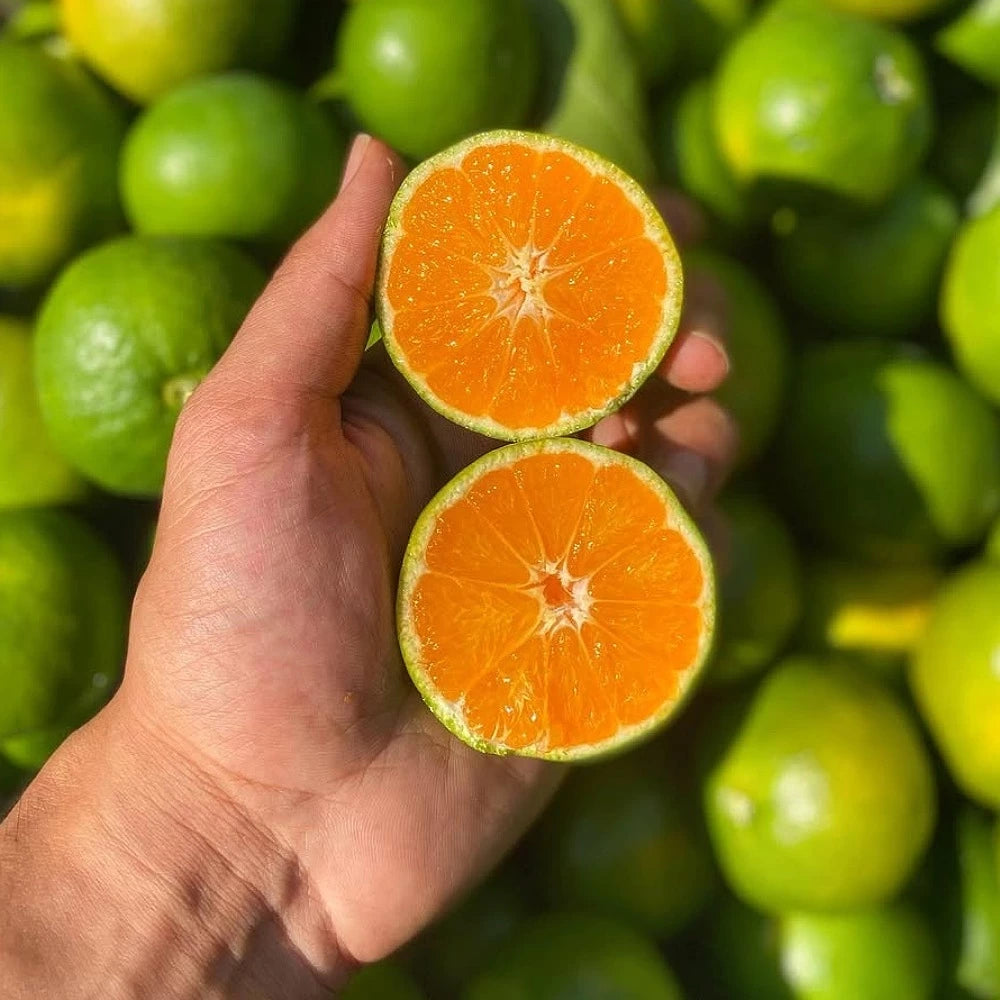 Okitsu Mandalina Fidanı (4 Yaşında 130-170 cm)