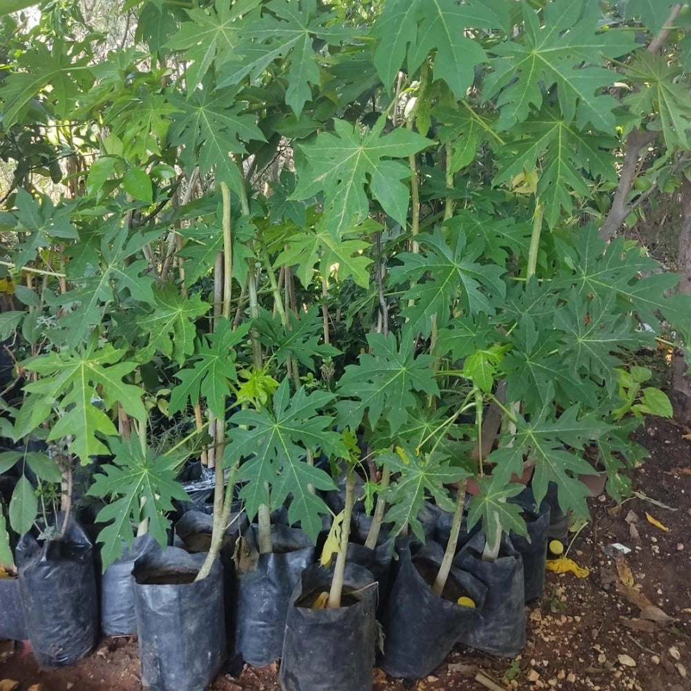 Papaya Fidanı