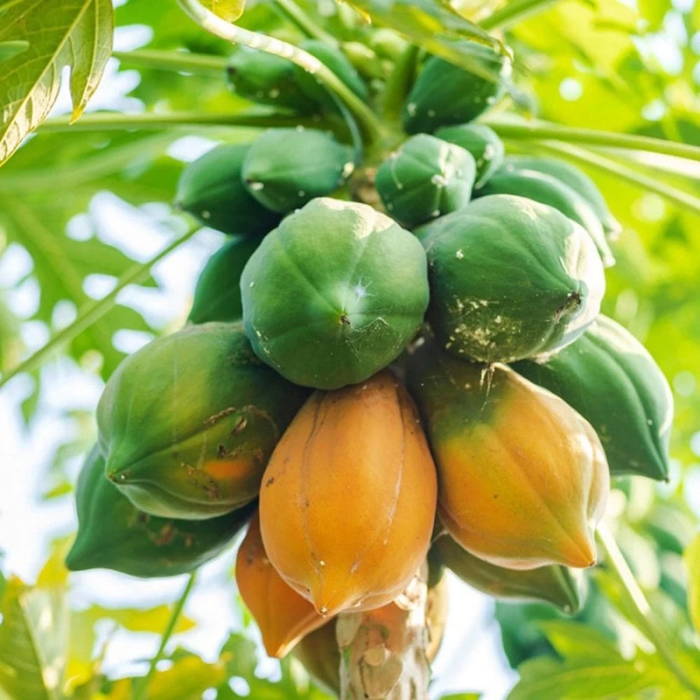 Papaya Fidanı