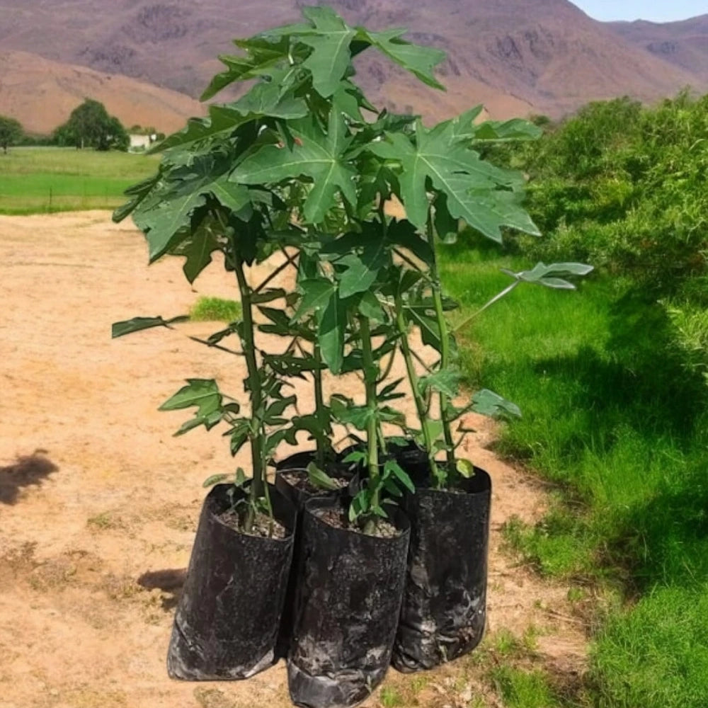 Papaya Fidanı