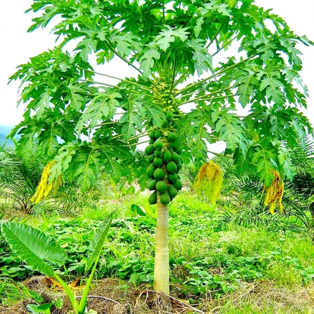 Papaya Fidanı