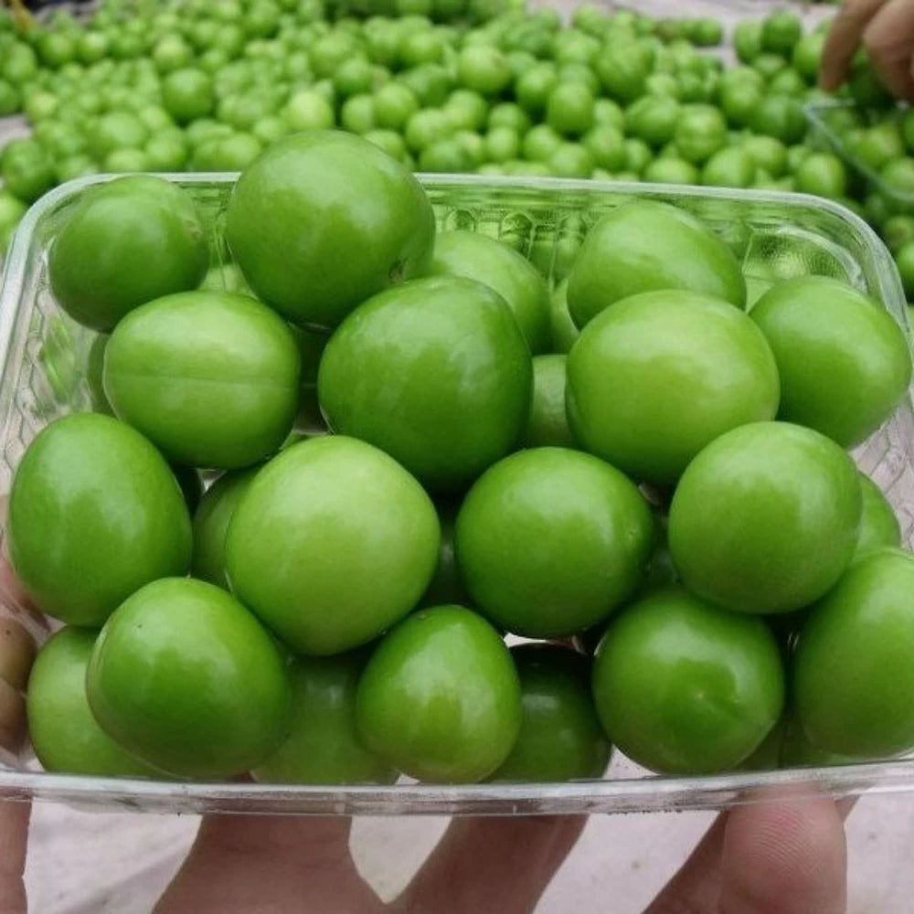 Papaz Erik Fidanı (2 Yaşında 80-100 cm)