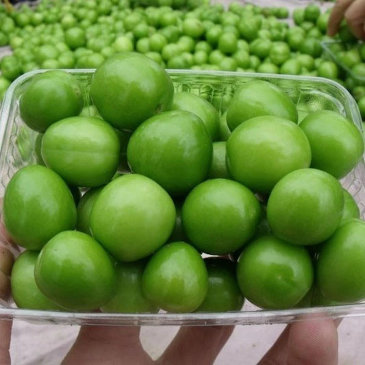 Papaz Erik Fidanı (2 Yaşında 80-100 cm)
