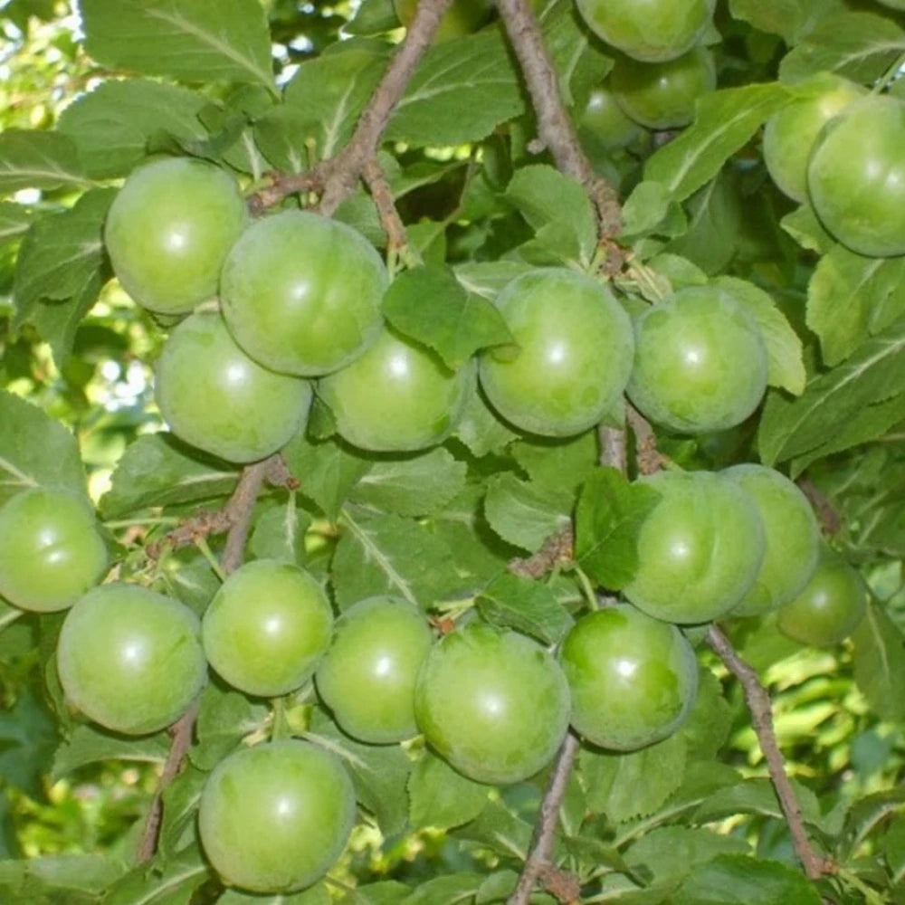 Papaz Erik Fidanı (2 Yaşında 80-100 cm)
