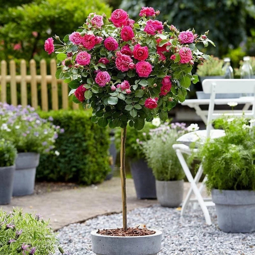 Pembe Renkli Baston Gül Fidanı (2 Yaşında 80-120 cm)