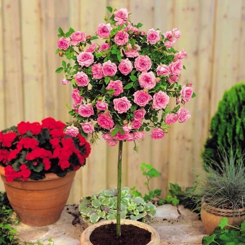 Pembe Renkli Baston Gül Fidanı (2 Yaşında 80-120 cm)