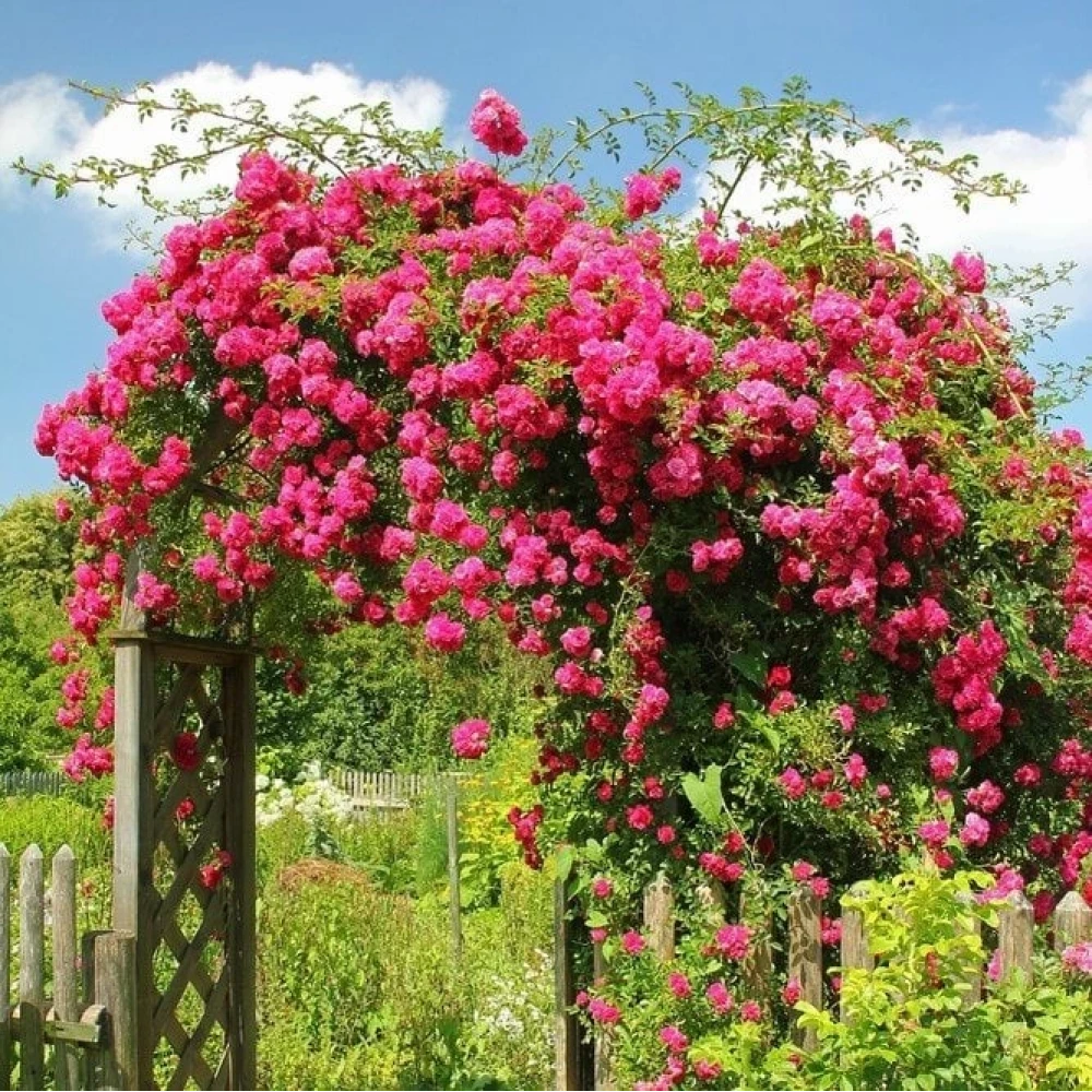 Pembe Renkli Sarmaşık Gül Fidanı (2 Yaşında 80-120 cm)
