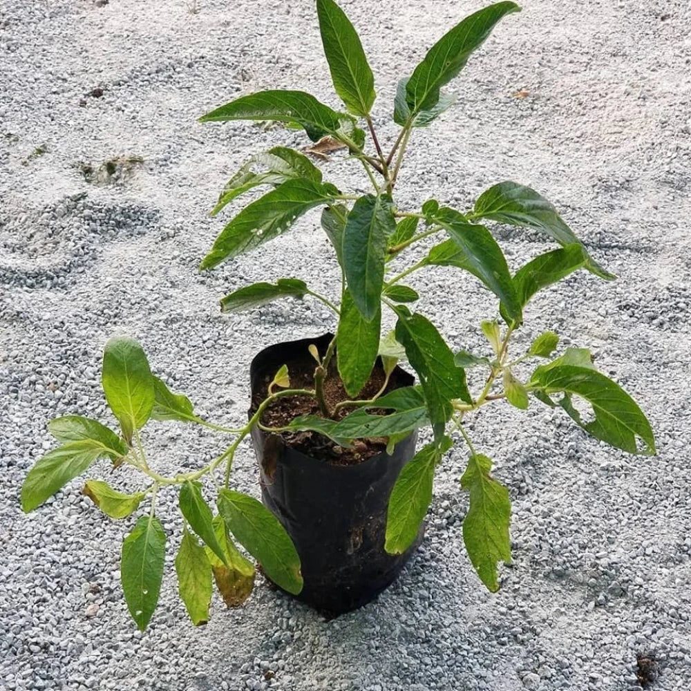 Pepino Fidanı (2 Yaşında 30-50 cm)