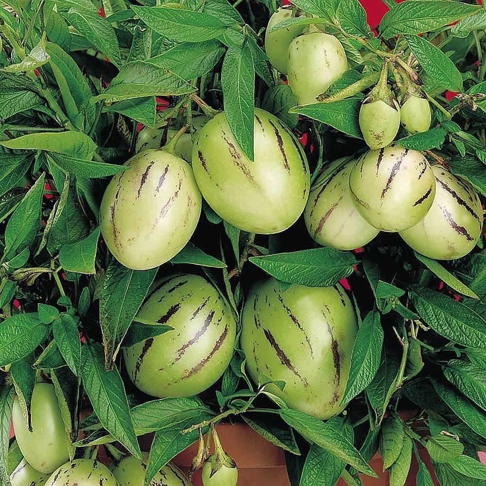 Pepino Fidanı (2 Yaşında 30-50 cm)