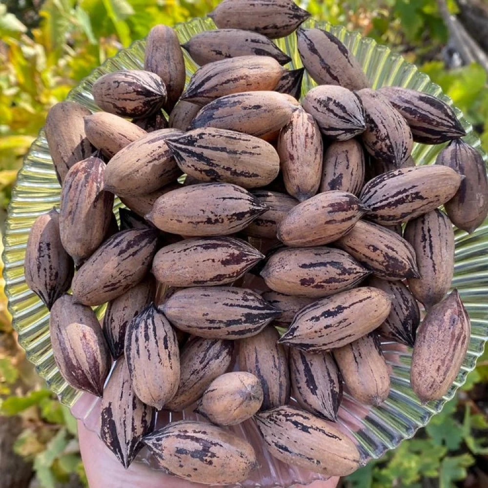 Pikan Ceviz Fidanı (2 Yaşında 20-40 cm)