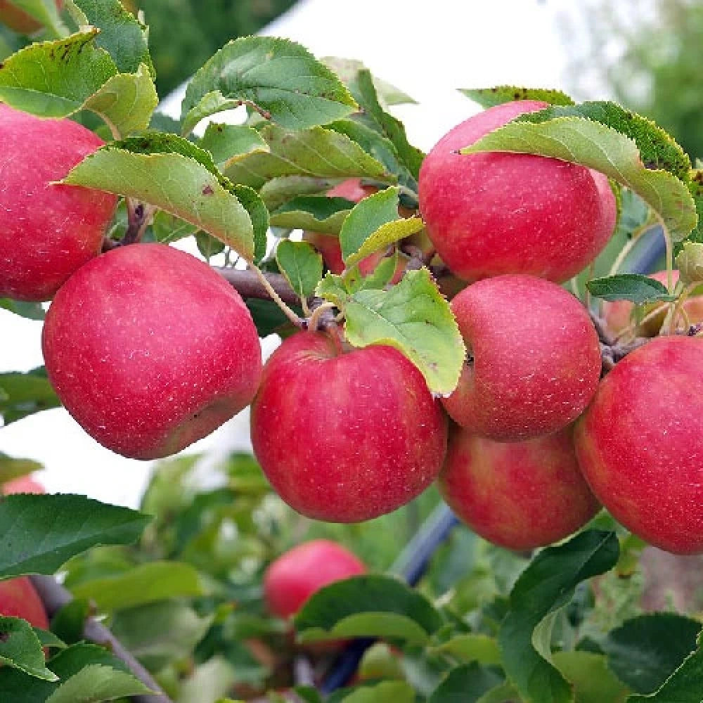 Pink Lady Elma Fidanı (2 Yaşında 80-100 cm)