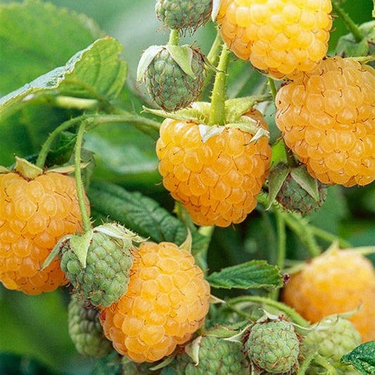 Sarı (Yediveren) Frambuaz Fidanı (2 Yaşında 60-80 cm)