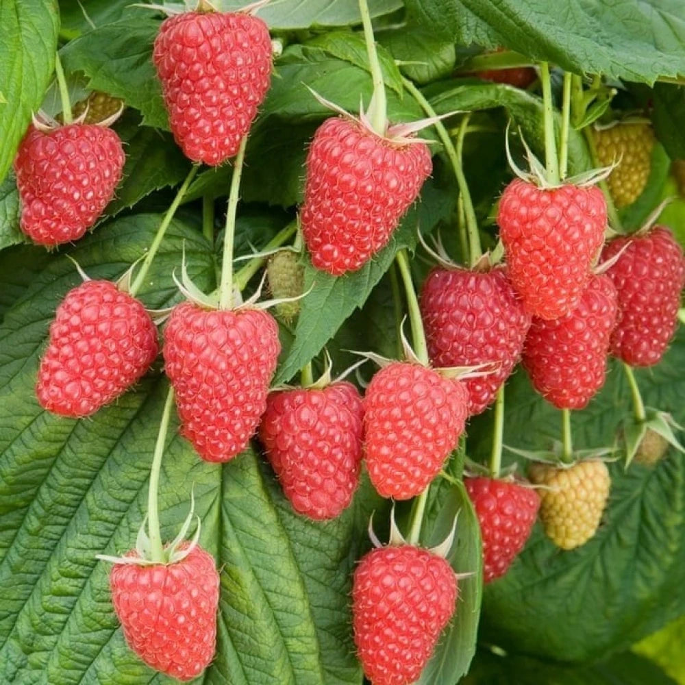 Pembe (Yediveren) Frambuaz Fidanı (1 Yaşında 30-50 cm)