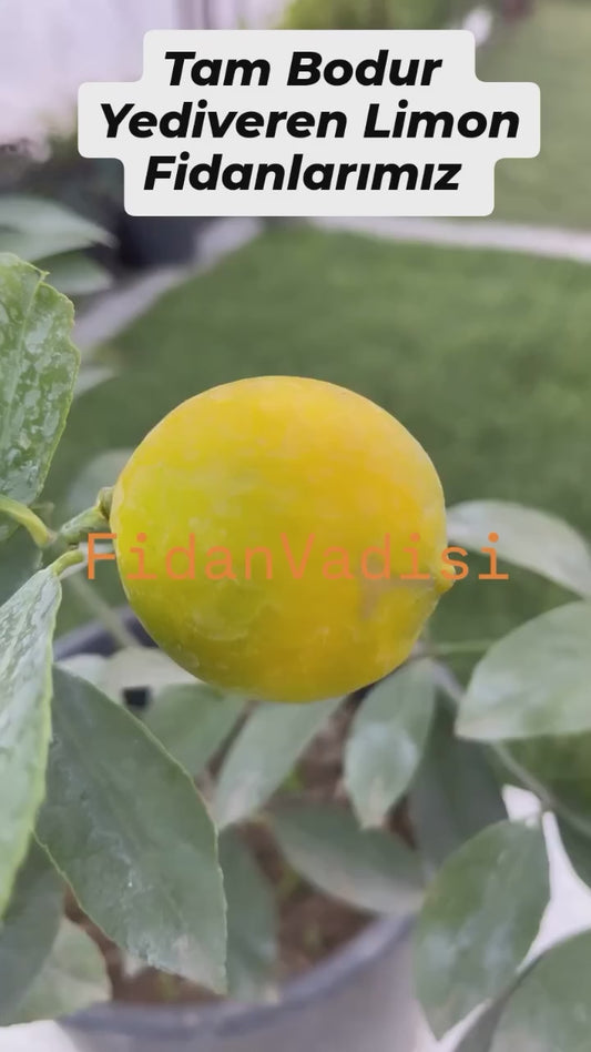 Tam Bodur Saksıda Yediveren Limon Fidanı (2 Yaşında 30-50 cm)