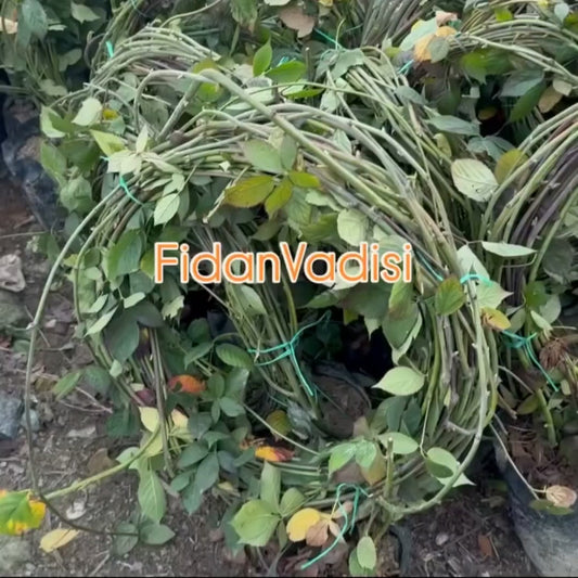 Böğürtlen Fidanı (1 Yaşında 50-100 cm)