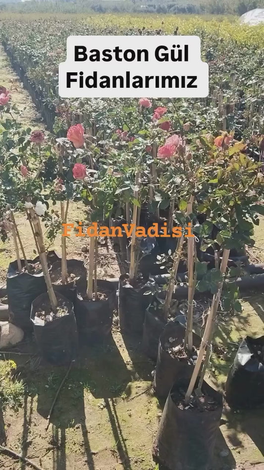 Kırmızı Renkli Baston Gül Fidanı (2 Yaşında 80-120 cm)