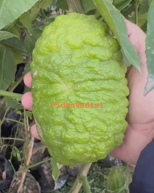 Bergamot Fidanı (2 Yaşında 100-120 cm)
