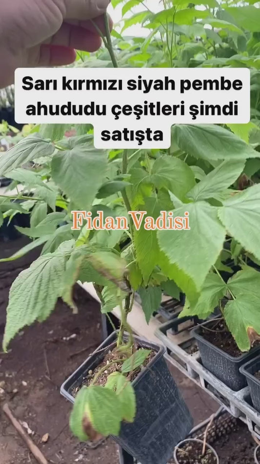Pembe (Yediveren) Frambuaz Fidanı (1 Yaşında 30-50 cm)