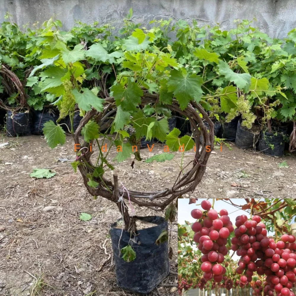 Red Globe Üzüm (Asma) Fidanı (4 Yaşında 3-4 m)