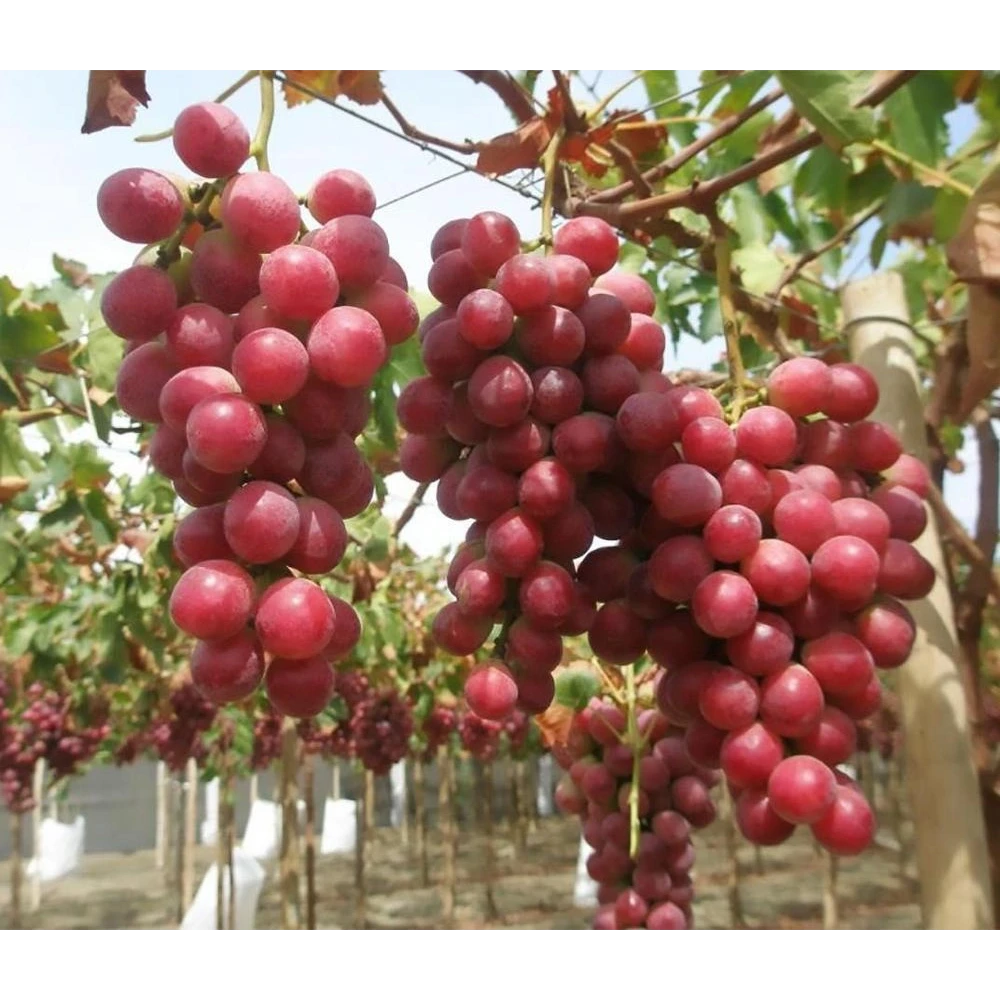 Red Globe Üzüm (Asma) Fidanı (6 Yaşında 5-6 m)