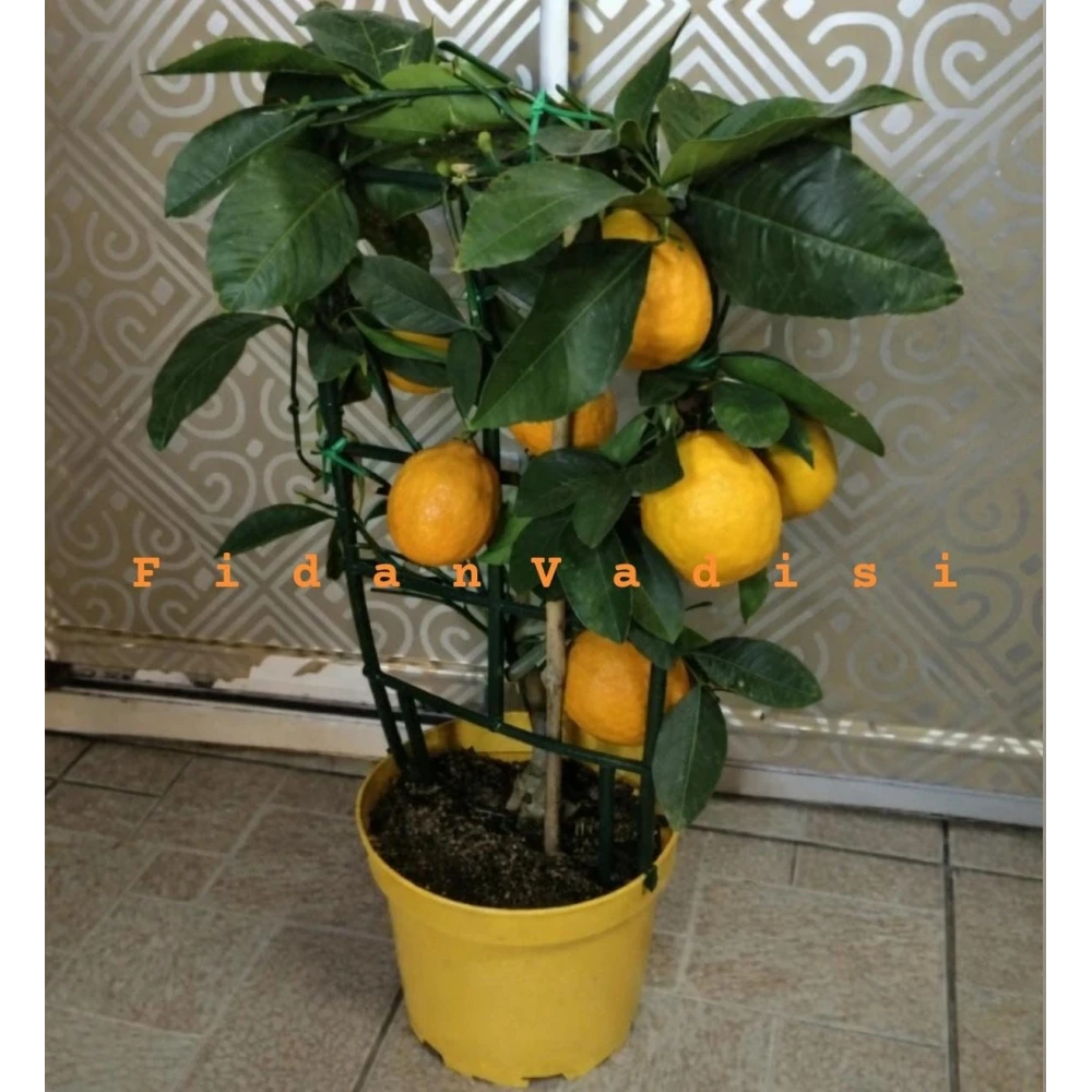 Saksıda Bodur Yediveren Limon Fidanı (4 Yaşında 60-100 cm)