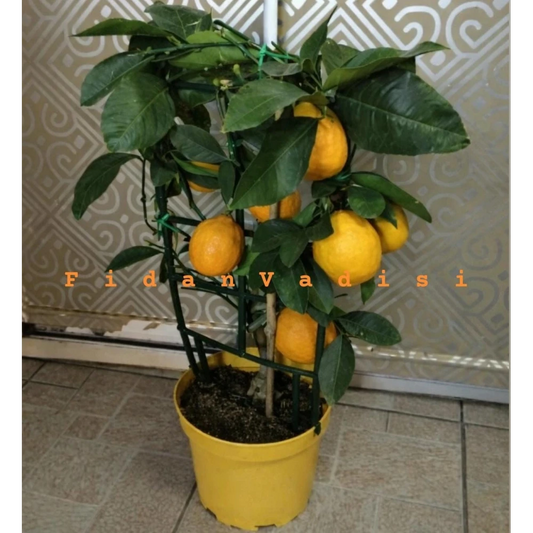 Saksıda Bodur Yediveren Limon Fidanı (4 Yaşında 60-100 cm)