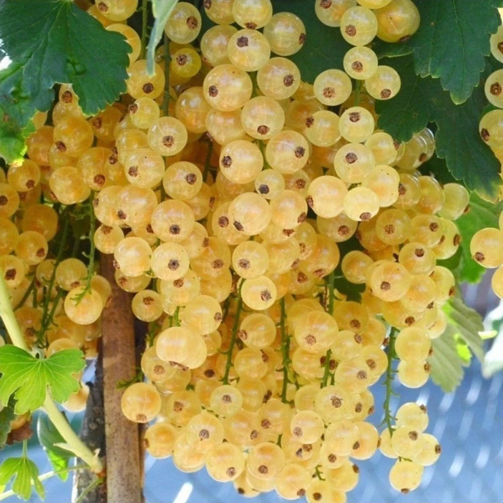 Sarı Frenk Üzümü Fidanı (1 Yaşında 30-50 cm)
