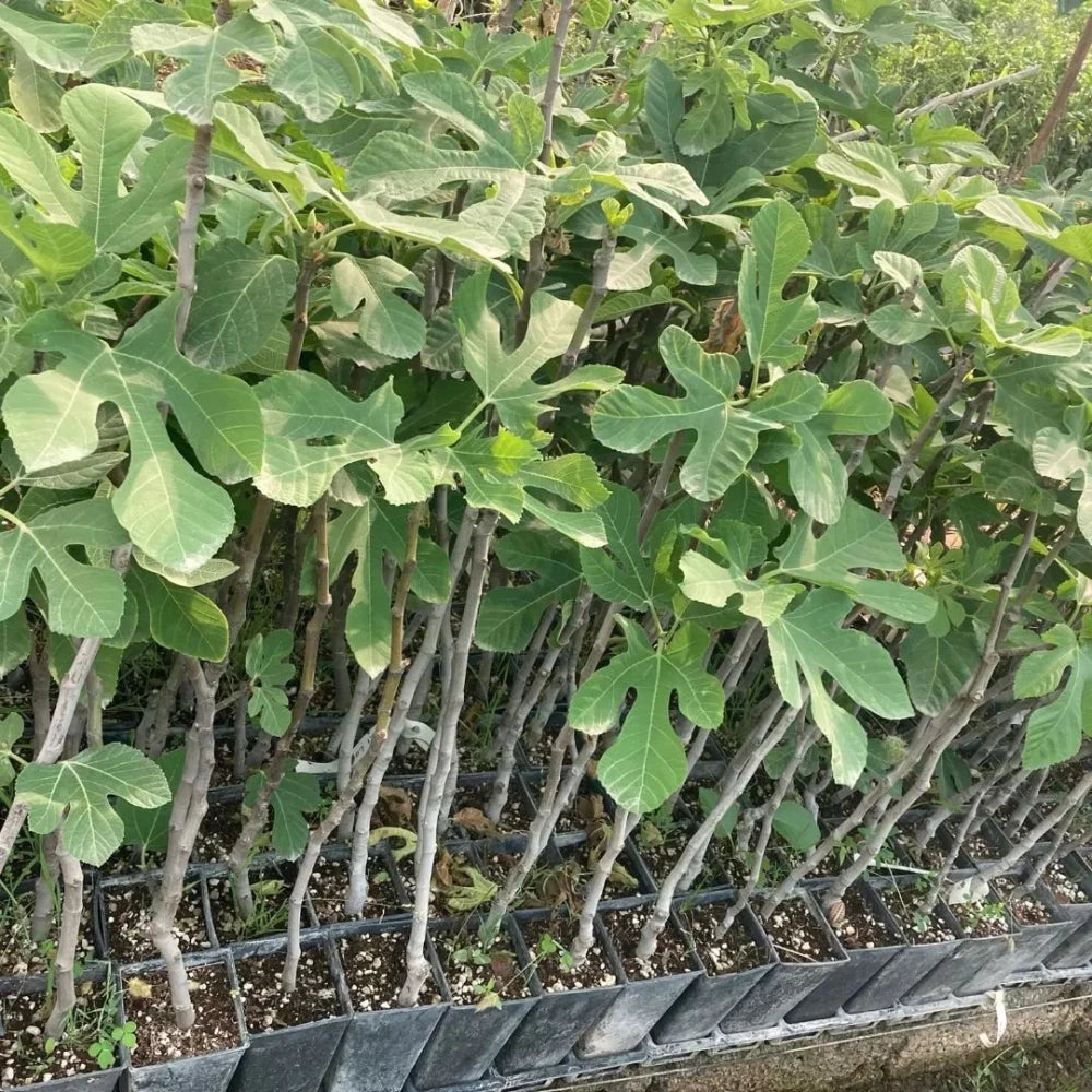 Sarı Lop İncir Fidanı (2 Yaşında 40-60 cm)