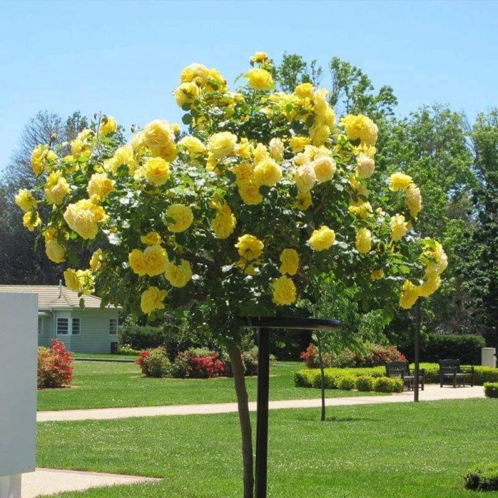 Sarı Renkli Baston Gül Fidanı (2 Yaşında 80-120 cm)