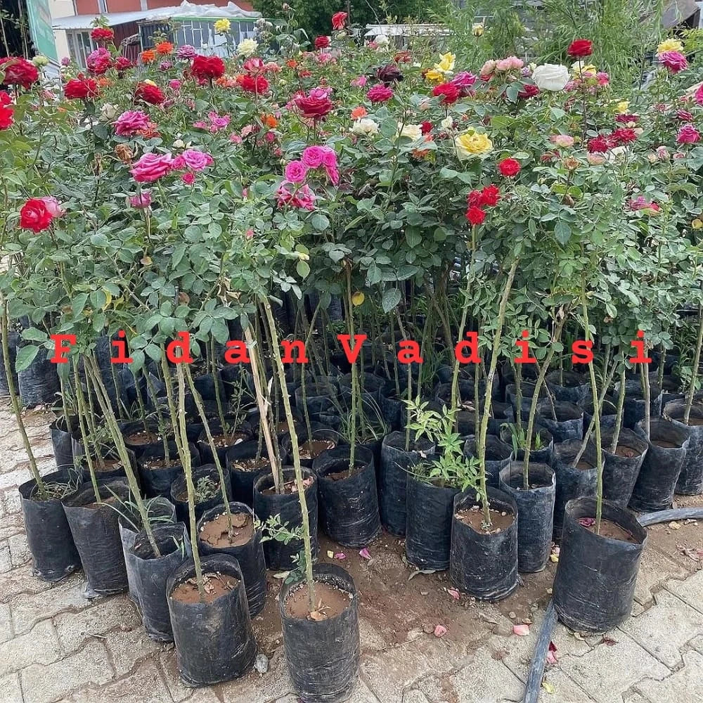 Pembe Renkli Baston Gül Fidanı (2 Yaşında 80-120 cm)