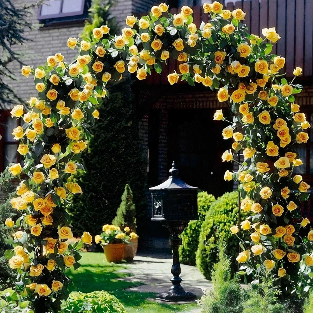 Sarı Renkli Sarmaşık Gül Fidanı (2 Yaşında 80-120 cm)