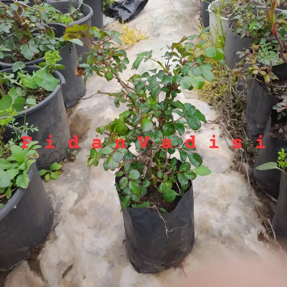 Beyaz Renkli Yediveren Gül Fidanı (1 Yaşında 20-40 cm)