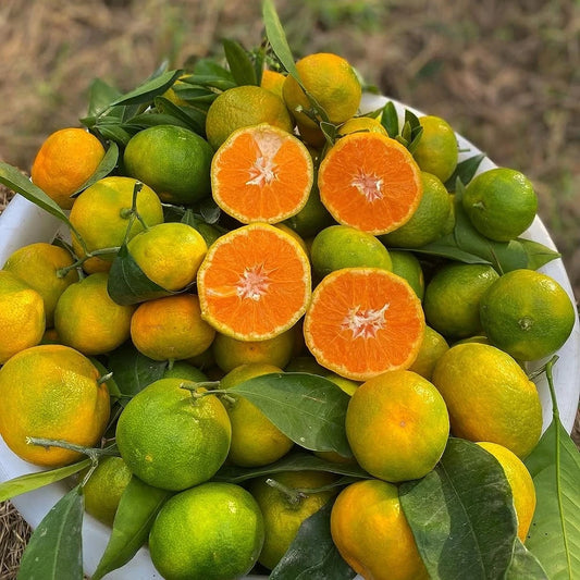 Satsuma (Rize) Mandalina Fidanı (4 Yaşında 130-170 cm)