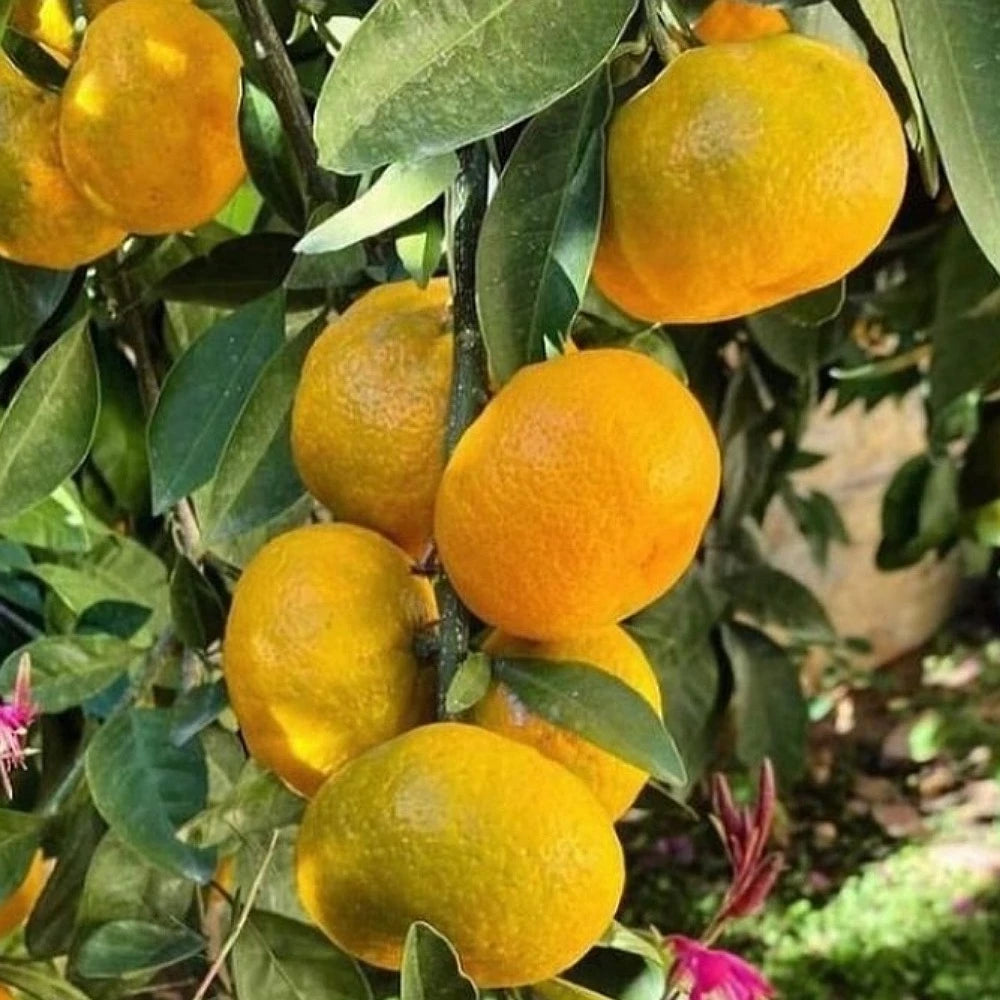 Satsuma (Rize) Mandalina Fidanı (4 Yaşında 130-170 cm)